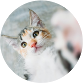 Rectangle-2111.png